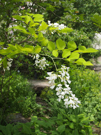 <p>Bäume bieten eine Vielfalt an herrlichen Düften. Leider sind die Möglichkeiten, mehrere Duftbäume in einem Garten zu vereinen, aufgrund der Grös­se…</p>