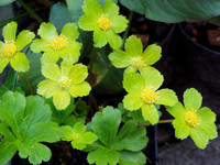 <p>Kleine Pflanzen werden leider oft übersehen, und so passiert dies auch beim Goldteller. </p>