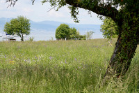 <p>Jedes Jahr werden Tausende von neuen Blumenwiesen angelegt. Viele entwickeln sich zu wunderschönen, artenreichen Blumenwiesen. UFA Samen findet, dass…</p>