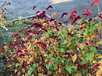 <p>Unglaublich, wie der Hängende Kerzenknöterich sogar im November noch blüht. Das Erstaunliche daran ist, dass die hängende Form früher zu blühen…</p>