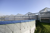 <p>Die Gärtnerei Engels in Pulheim-Sinnersdorf, etwa 15 km südlich von Düsseldorf, ist ein für deutsche Verhältnisse überdurchschnittlich grosser…</p>