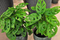 <p>Jedes Jahr Anfang November lädt die Royal FloraHolland in ihre Versteigerungshallen nach Aalsmeer, nahe Amsterdam, zur Trade Fair ein. Mit rund 600…</p>