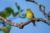 <p>Auf der kostenlosen Lernplattform von BirdLife können Interessierte Vogelstimmen lernen und mehr über unsere fliegenden Nachbarn und ihre Lebensräume…</p>