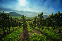 <p>Per 1. Januar 2018 wird der Regionale Naturpark Schaffhausen als Park von nationaler Bedeutung anerkannt und der Regionale Naturpark UNESCO Biosphäre…</p>