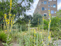 <p>Mehr Grün in den Städten ist klimafreundlich, bedeutet aber auch mehr Pflegeaufwand. Eine Lösung sind dynamische Pflanzungen, die sich nach eigenen…</p>