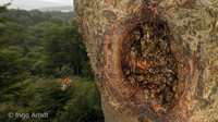 <p>Wildlebende Populationen der Westlichen Honigbiene (Apis mellifera) sind in der Europäischen Union erstmals auf der Roten Liste der International…</p>