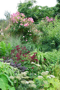 <p>Sterndolden besitzen filigrane, doldenartige Blütenköpfe. Deren einzigartige Struktur und subtile Strahlkraft, aber auch das anmutige Laub zeichnen…</p>