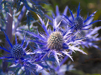 <p>Doldenblütler sind ökologisch wertvolle Nutz-, Zier- und Heilpflanzen. Mit ihrer grazilen Gestalt verleihen sie Beeten sowohl Farbe und Leichtigkeit…</p>