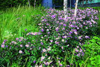 <p>Beiträge über Pflanzungen werden in den meisten Fachzeitschriften in den ersten Jahren nach deren Anlage publiziert. Wird eine Bepflanzung nach mehr…</p>