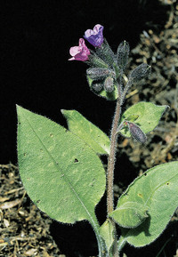 <p>Anhand der Roten Listen wurden in der Schweiz 10'000 vorkommende wildlebende Arten unter- sucht. Ein Drittel davon ist, in unterschiedlichem Masse,…</p>