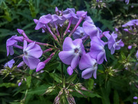 <p>Der hohe Staudenphlox (Phlox paniculata) gehörte früher in fast jeden Garten. Durch seine üppige Blüte und seinen Duft bringt er das richtige…</p>