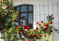 <p>Kletterhilfen bieten rankenden Pflanzen Halt und Orientierung. Aus ihrer Verbindung entsteht ein harmonisches Bild. Nicht jede Kletterhilfe eignet…</p>