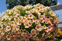 ¨Peppy Sunset’ von Dümmen