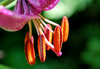 <p>Zur Pollenflugzeit beklagt man Allergien und die elende Fensterputzerei. Und doch: Pollen sind das, wodurch der Wald sich vermehrt, und all unsere…</p>