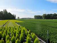 <p>Belgien blickt auf eine lange gartenbauliche Tradition zurück. Dabei spielt die Azalee eine herausragende Rolle: 80 % der europäischen…</p>