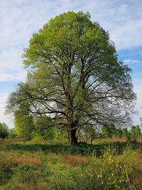 <p>Die Winter-Linde (Tilia cordata) wird der Baum des Jahres 2016. Die deutsche Stiftung Baum des Jahres würdigt damit ein Gehölz mit den vielfältigsten…</p>