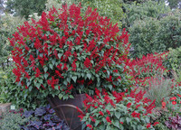 <p>Die Anschlusskultur nach den Beet- und Balkonpflanzen bietet vielfältige Chancen vor allem auch für höherwertige Kulturen. Kientzler bietet für 2013…</p>