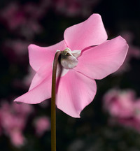 <p>Cyclamen sind eine bedeutende, auf der Nachfrageseite aber seit Jahren stagnierende Topfpflanzenkultur. In den Verkauf kommen die Pflanzen meistens ab…</p>