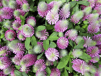 <p>Jahreszeitlich aktuelle und attraktive Schnittblumen unter Glas produzieren und seiner Kundschaft anbieten, das ist eine Seite der Medaille. Mit…</p>