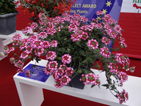 <p>Alljährlich schreibt die internationale Pflanzenzüchter-Gemeinschaft Fleuroselect Wettbewerbe um die schönsten Neuzüchtungen aus. Der «Fleuro­Star…</p>