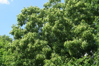 <p>Auch unbekannte und bislang selten gepflanzte Gehölze sind es durchaus wert, auf ihre Eignung als Stadtbaum hin getestet zu werden. Wie der…</p>