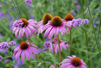 <p>Gerade bei Hausgartenprojekten ist die Bepflanzung der Beete ein wesentliches Gestaltungselement, dessen Planung nicht vernachlässigt werden sollte.…</p>