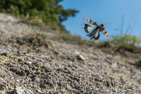 <p>Die Schweizer Naturschutzorganisation Pro Natura hat Oedipoda caerulescens zum Tier des Jahres 2023 erkoren. Die Blauflügelige Ödlandschrecke wird als…</p>