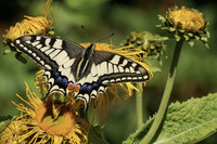 <p>Mission B prämiert dieses Jahr zum dritten Mal private Biodiversitätsprojekte in der Schweiz. Projekte können bis Ende Juni eingereicht werden.</p>