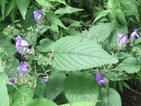 <p>Eine ganz erstaunliche Staude, die Zapfenblume: Schon im zweiten Jahr steht sie wie ein kleiner Strauch im Beet, reich blühend mit Dutzenden…</p>