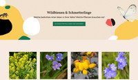 <p>Die neue, kostenlose Internetplattform <a href="https://futureplanter.ch/" target="_blank" rel="noreferrer">FuturePlanter.ch</a> erleichtert es, seltenen und gefährdeten Wildbienen und Schmetterlingen in der lokalen…</p>