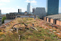 <p>Gründächer haben grosses Potenzial, Naturräume in der Stadt zu erweitern. Welche Bauweisen und Pflanzen dafür geeignet sind, war Thema verschiedener…</p>