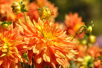 <p>Während die Dahliensaison im heimischen Garten schon beinahe vorbei ist, stehen die Pflanzen auf der Insel Mainau im Bodensee noch in voller Blüte.…</p>