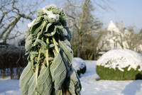 Rosenkohl im winterlichen Kleid.