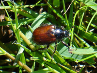 Gartenlaubkäfer werden 8,5