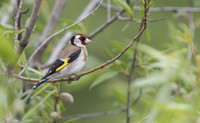 <p>Vom 7. bis 11. Mai 2025 findet die nächste «Stunde der Gartenvögel» von BirdLife Schweiz statt. Für die Aktion sind alle eingeladen, während einer…</p>