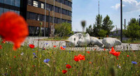 <p>Vor dem Deutschen Zentrum für integrative Biodiversitätsforschung (iDiv) in Leipzig ist ein neuer, öffentlicher Platz entstanden. Er&nbsp;empfängt seine…</p>
