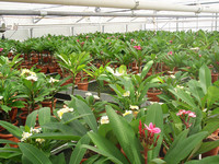<p>Die Gärtnerei Rutishauser in Züberwangen sammelt seit neun Jahren Kulturerfahrungen mit Plumeria. Sie setzt auf selbst selektierte Klone. Diese haben…</p>