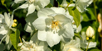 <p>Es gibt kaum einen Strauch wie Philadelphus ‘Natchez‘ (Pfeifenstrauch), der so viele deutsche Namen hat (Gartenjasmin, Falscher Jasmin, Zimtröschen,…</p>