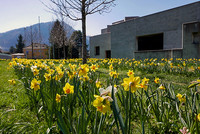 Frühlingserwachen in Chur <p> Im Frühling blühen gemäss Medienmitteilung in Chur jeweils rund 200000 Osterglocken, Narzissen, Tulpen und Hyazinthen. In diesem Jahr schenkt der…</p>
