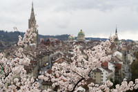 <p>Am Aargauerstalden in Bern blühen jeden Frühling an die 100 Japanische Blütenkirschen der Sorte Yoshino. Peter Kuhn von Stadtgrün Bern ist zuständig…</p>