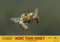 <p>Dieser Tage ist der Dokumentarfilm «More Than </p><p>Honey» von Markus Imhoof angelaufen. In wunderbaren Nahaufnahmen werden die wichtigsten Nutztiere der…</p>