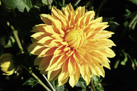 <p>Das extreme Wetter im Jahr 2010 hat von Mai bis Oktober die Entwicklung der Dahlien beeinträchtigt. Selten sind Dahlien in den letzten Jahrzehnten so…</p>