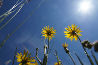 <p>Das Jahr 2024 war für das Projekt Flora beider Basel eine erfolgreiche Fortsetzung der vergangenen Jahre. Dank der engagierten Arbeit der Freiwilligen…</p>