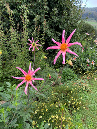 <p>Die hohe Stern-Dahlie ‘Honka’ macht jeden Garten zu etwas Besonderem. Im Gegensatz zu den bekannten Riesenblüten anderer Dahlien, zeichnet sie sich…</p>