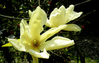 <p>Begünstigt durch ein mildes Klima entstand in der Mitte des letzten Jahrhunderts zwischen Piazzogna und Vairano der «Parco Botanico del Gambarogno»…</p>