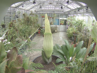 <p>Im Botanischen Garten der Universität Basel bahnt sich eine kleine Sensation an. Die grösste Blume der Welt, die Titanwurz, wird voraussichtlich in…</p>