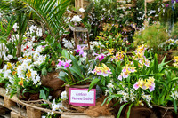 <p>Die Internationale Orchideen-ausstellung «Faszination Orchideen», die vom 30. März bis 2. April 2017 in Winterthur stattfand, präsentierte besondere…</p>