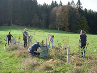 <p>Am Samstag, den 28. Oktober 2023, veranstaltete Heckentag Schweiz zum fünften Mal den landesweiten Heckentag. An diesem Tag setzten sich zahlreiche…</p>
