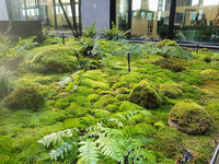 <p>Moosbegrünungen ist eine subtile Schönheit eigen. Sie strahlen Ruhe aus. Ihnen gehört die Leidenschaft des Gärtnermeisters Roger Ingold in…</p>