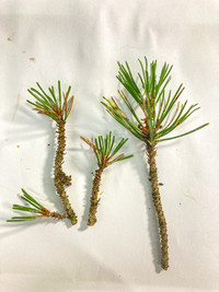 <p>Eine der wichtigsten und gefährlichsten Nadelkrankheiten der Föhren ist die Braunfleckenkrankheit. In der Schweiz ist sie vor allem nördlich der Alpen…</p>